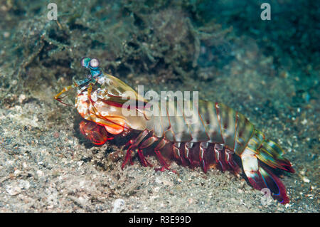 Crevettes Mantis [Odontodactylus] scyallarus. Détroit de Lembeh, au nord de Sulawesi, Indonésie. Banque D'Images