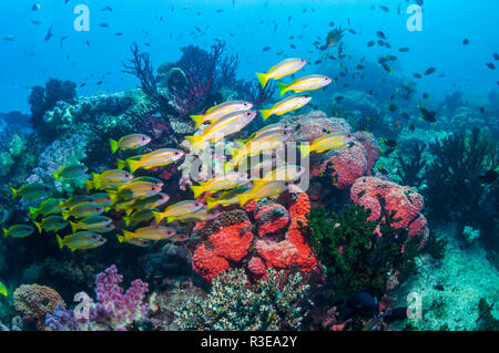 Snapper Lutjanus lutjanus obèse [école] plus de barrière de corail. Triton Bay, en Papouasie occidentale, en Indonésie. Banque D'Images