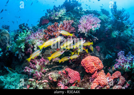 Snapper Lutjanus lutjanus obèse [école] plus de barrière de corail. Triton Bay, en Papouasie occidentale, en Indonésie. Banque D'Images