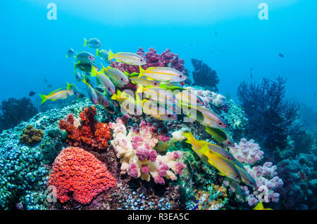 Snapper Lutjanus lutjanus obèse [école] plus de barrière de corail. Triton Bay, en Papouasie occidentale, en Indonésie. Banque D'Images