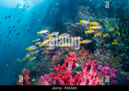 Snapper Lutjanus lutjanus obèse [école] plus de barrière de corail. Triton Bay, en Papouasie occidentale, en Indonésie. Banque D'Images