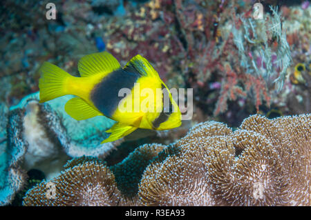 Deux soapfish Diploprion-bagué (bifasciatum). La Papouasie occidentale, en Indonésie. Banque D'Images