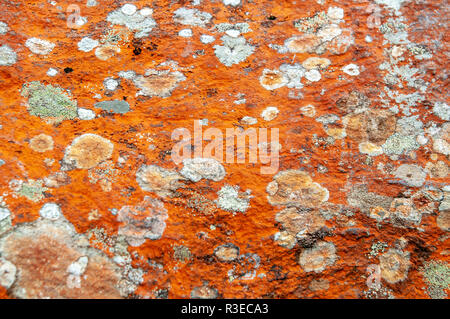 Close-up d'un patch de couleur orange Trentepohlia sp. de plus en plus d'algues sur les roches. La couleur orange vif est causée par la présence de grandes quantités de Banque D'Images