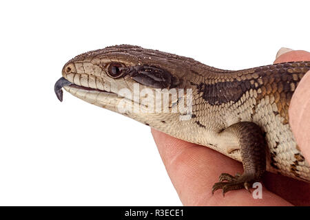 L'adolescent australien Blue tongue Lizard montrant la langue bleue dans la défense - libre isolé sur fond blanc Banque D'Images