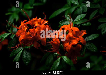 Fleurs orange vibrantes couvertes d'eau à Azaleadalen, Göteborg, Suède Banque D'Images