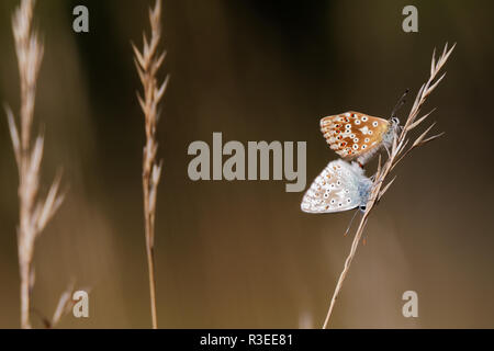 Les papillons rares légèrement (Polyommatus icarus) pris l'accouplement avec une femelle marron assis à un gras Banque D'Images