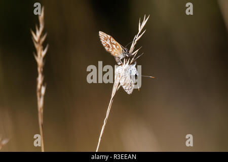 Les papillons rares légèrement (Polyommatus icarus) pris l'accouplement avec une femelle marron assis à un gras Banque D'Images