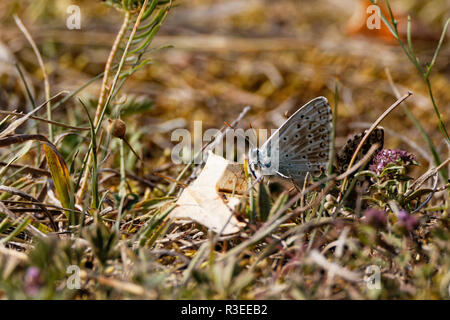 Les papillons rares légèrement (Polyommatus icarus) pris l'accouplement avec une femelle marron assis sur le sol Banque D'Images