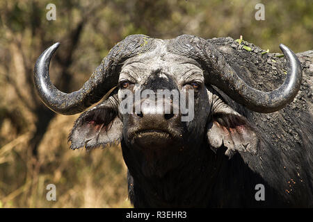 Le portrait d'un vieil Cape Buffalo bull, souvent appelé 'dagga' (boue) Garçon Banque D'Images
