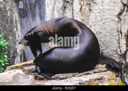 Un sceau noir qui se gratte la tête au zoo d'Auckland, Nouvelle-Zélande, 2017 Banque D'Images