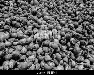 Texture abstraite de coquillages noirs et blancs sur une plage au Vietnam, en Asie Banque D'Images