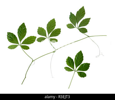 Les 5 feuilles de plantes ginseng isolé sur fond blanc Banque D'Images