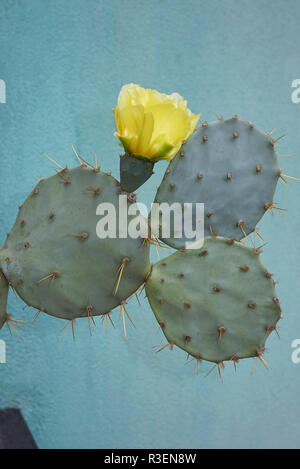 Fleur jaune d'Opuntia engelmannii Banque D'Images