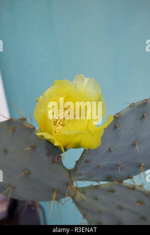 Fleur jaune d'Opuntia engelmannii Banque D'Images
