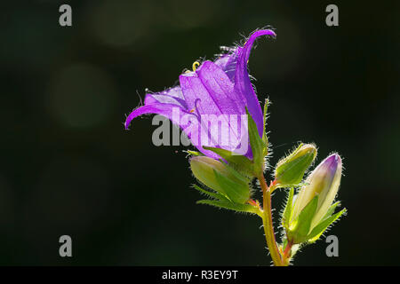 Campanula trachelium Banque D'Images