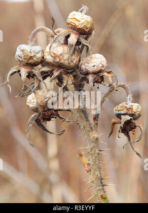 Des roses anciennes, à partir de la hanche l'année dernière.old rose hip à partir de l'an dernier.Le fruit est sec et a un aspect froissé. Banque D'Images