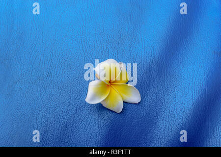 Blossom de blanc et jaune plumeria flower on blue background Banque D'Images