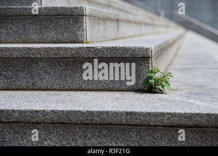 Une petite plante pousse sur des mesures concrètes à l'Hauptbahnhof, Berlin, Allemagne. Banque D'Images