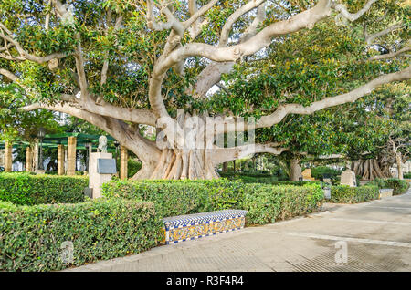 Alameda de Apodaca, un parc public et un exemple du style éclectique du régionalisme à Cadix, avec Ficus géant et un banc décoré de Sevi Banque D'Images