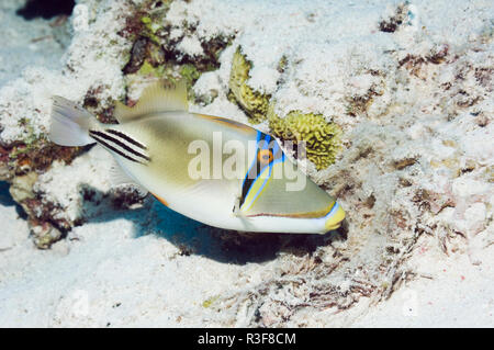 Picassofish (Rhinecanthus assasi arabique) fanning et de garder la masse des oeufs dans leur nid. Gamme Mer Rouge à Golfe d'Oman et du golfe Arabique. Banque D'Images