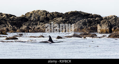 Orca unique parmi les rochers de chasse avec le reste de la gousse, région de Tofino, Vancouver Island, réserve de parc national Pacific Rim, British Columbia, Canada Banque D'Images