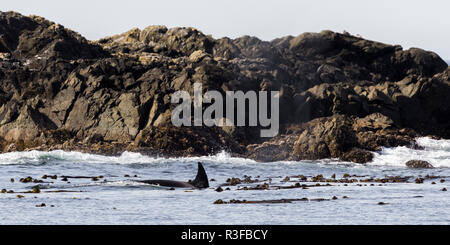 Orca unique parmi les rochers de chasse avec le reste de la gousse, région de Tofino, Vancouver Island, réserve de parc national Pacific Rim, British Columbia, Canada Banque D'Images