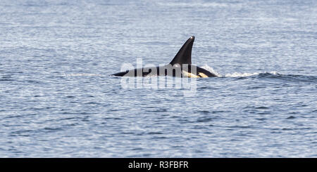 Une seule chasse Orca avec le reste de la gousse dans la région de Tofino, Vancouver Island, réserve de parc national Pacific Rim, British Columbia, Canada Banque D'Images