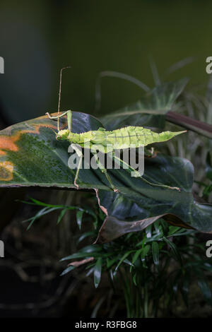 Une jungle géante nymphe de bois le plus important jamais mis les oeufs d'insectes sur l'enregistrement. Banque D'Images