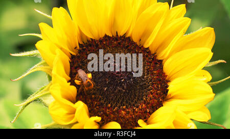 De tournesol dans jardin - belle fleur Banque D'Images