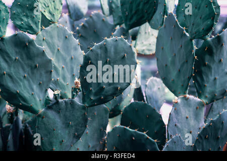 Fraîches et naturelles cactus succulentes d'épines close-up, fond botanique exotique Banque D'Images