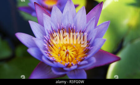 Journée de printemps en fleurs de lotus / Fermer jusqu'au lotus pourpre étang jardin avec soleil sur fleur ou water lily beau vert nature background Banque D'Images