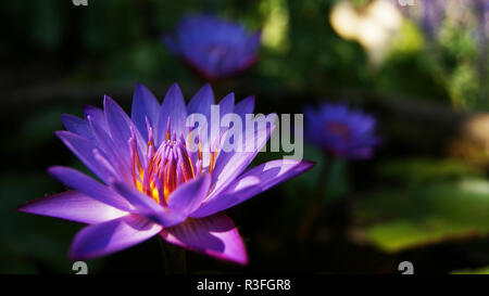 Journée de printemps en fleurs de lotus / Fermer jusqu'au lotus pourpre étang jardin avec soleil sur fleur ou water lily beau vert nature background Banque D'Images