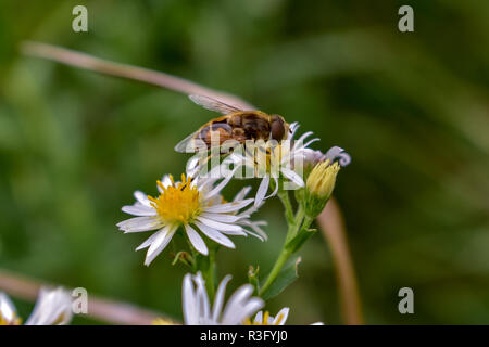 Une abeille sur une fleur sauvage ici, dans le Michigan. Cela a été pris au cours de la fin de septembre sur l'un des derniers jours, les abeilles et les frelons étaient actifs. Banque D'Images