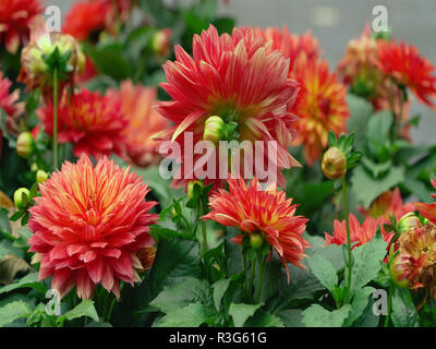 Les fleurs rouges dans le jardin .Belles fleurs Banque D'Images