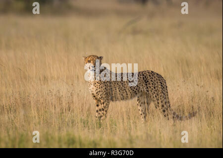 Cheetah dans l'herbe haute dans Etosha National Park Banque D'Images