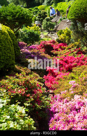 / Jardins jardin doté d'azalées et de rhododendrons, au printemps, à l'intérieur du village modèle. Godshill, Ventnor, île de Wight (Royaume-Uni) 98 Banque D'Images