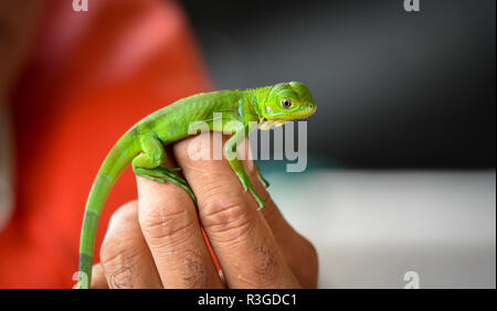 Mains tenant un petit bébé juvénile jeune iguane vert (Iguana iguana). Banque D'Images