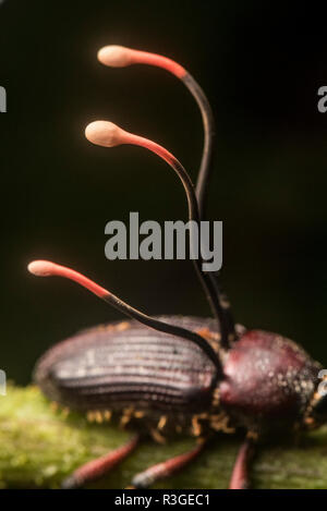 Ophiocordyceps curculionidae, une espèce de champignon cordyceps qui se spécialise dans les charançons attaquent. Parc national de Manu, Pérou. Banque D'Images