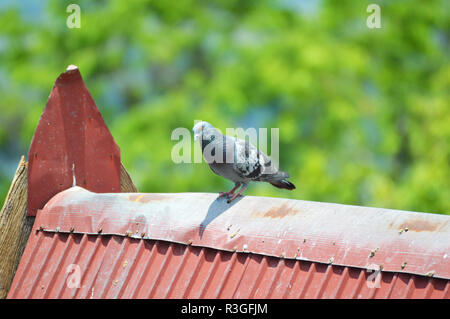 Les pigeons sur le toit d'oiseaux / pigeons oiseaux communs assis sur le toit rouge dans le parc avec un fond vert Banque D'Images