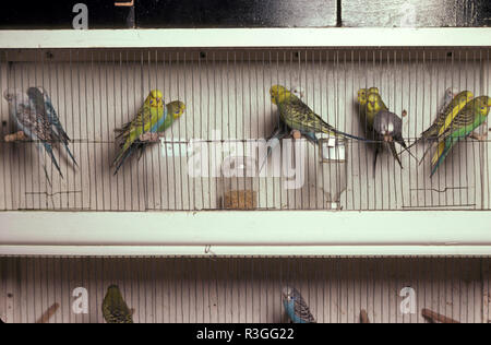 VOLIÈRE DE BUDGERIGARS (MELOPSITTACUS UNDULATUS) SUR PERCHOIRS DANS UN MAGASIN D'ANIMAUX DE COMPAGNIE À SYDNEY, AUSTRALIE. Banque D'Images