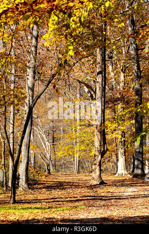 La fin de l'automne les couleurs et les feuilles sont vus le long de la rivière Yadkin Greenway à Wilkesboro, Caroline du Nord. Banque D'Images