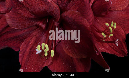 Â amaryllis Banque D'Images