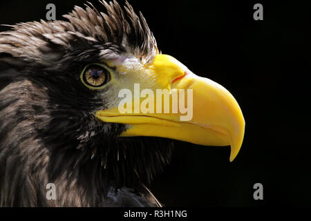 Portrait aigle géant Banque D'Images