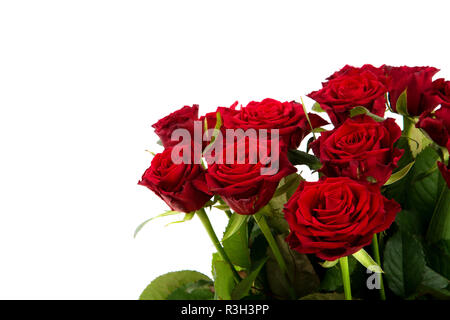 Roses rouges sur fond blanc Banque D'Images