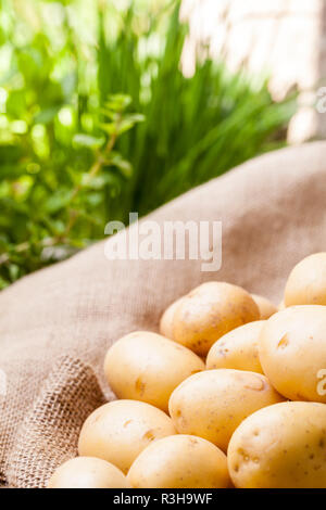 Pommes de terre nouvelles fraîches sur un sac en toile de jute Banque D'Images