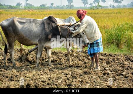 Un agriculteur indien aussi connu sous le nom du cultivateur est de fixer la charrue à bœufs pour labourer son champ et la lecture est ses boeufs Banque D'Images