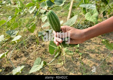 Une main montrant Pointed gourde ou Trichosanthes dioica légumes à partir d'une plante sur le terrain. Banque D'Images