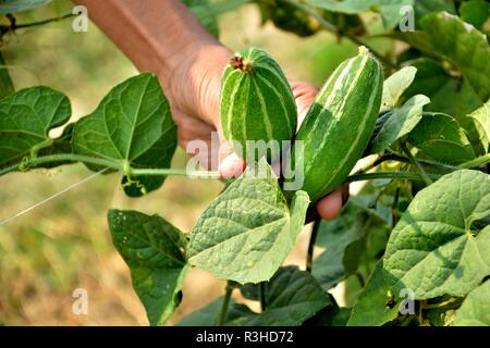 Une main montrant Pointed gourde ou Trichosanthes dioica légumes à partir d'une plante sur le terrain. Banque D'Images