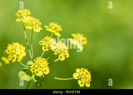 Des parasols de fenouil close-up en floraison dans le domaine Banque D'Images