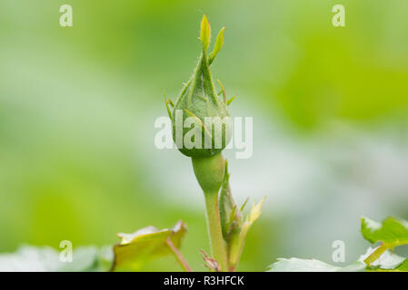 Rosebud non ouvert à la lumière naturelle, Banque D'Images